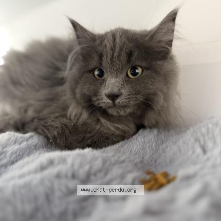 Photo 1/1 Ravioli Chat lost in Trois rivieres