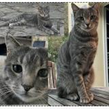 Picture of cat lost at St Jean De Cornies