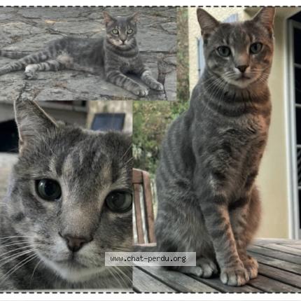 Photo 1/1 Boogie Chat lost in St jean de cornies