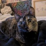 Picture of cat lost at La Roche Sur Yon