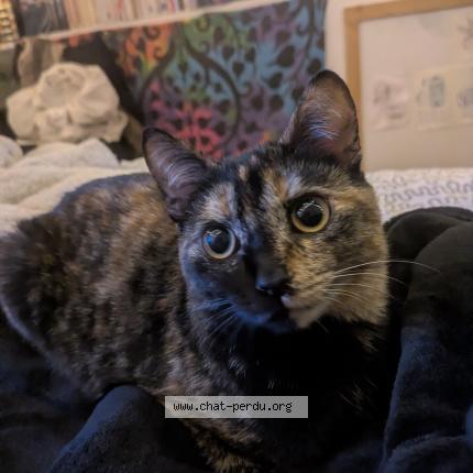 Photo 1/1 Cassie mimine Chat lost in La roche sur yon