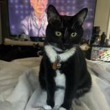 Picture of cat lost at Jacksonville