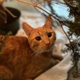 Picture of cat lost at Long Beach