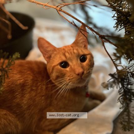 Photo 1/1 Simba Chat lost in Long beach