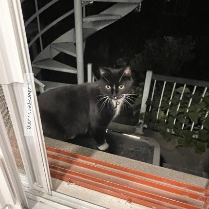 Photo 1/1 Reunited cat Lost in Montreal