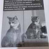 Picture of cat lost at Montevideo