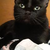 Picture of cat lost at Seminole