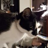 Picture of cat lost at Kingsport