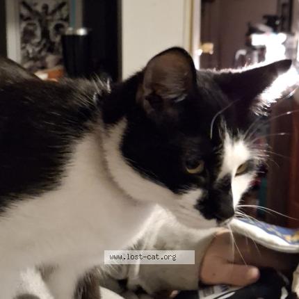 Photo 1/1 Moo Cow Chat lost in Kingsport