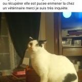 Picture of cat lost at Pruniers En Sologne