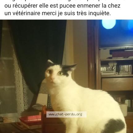 Photo 1/1 Wikette Chat lost in Pruniers en sologne