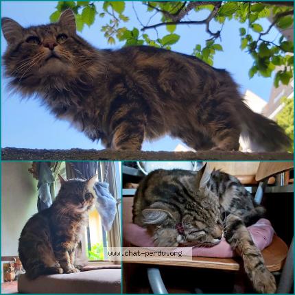 Photo 1/1 PEPPER Chat lost in Strasbourg