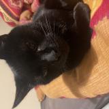 Picture of cat lost at Contres