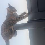 Picture of cat lost at Forchies La Marche