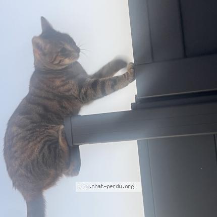 Photo 1/1 Isis Chat lost in Forchies la marche