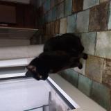 Picture of cat found at Clermont Ferrand