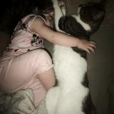 Picture of cat lost at St Seglin