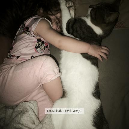 Photo 1/1 Titi Chat lost in St seglin