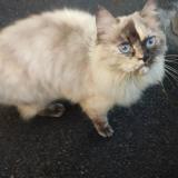 Picture of cat found at Villejuif