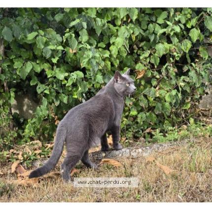 Photo 1/1 Velours Chat lost in La norville
