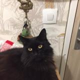 Picture of cat lost at 78330 Fontenay Le Fleury