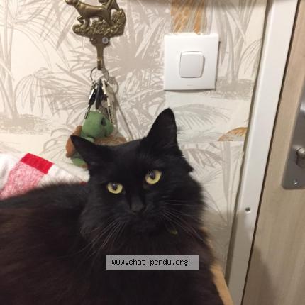 Photo 1/1 Binky Chat lost in 78330 fontenay le fleury