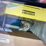 Picture of cat lost at Bordeaux