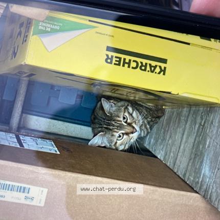 Photo 1/1 JOY Chat lost in Bordeaux