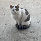 Picture of cat found at Chavanoz