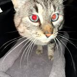 Picture of cat lost at Avignon