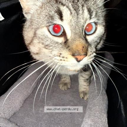 Photo 1/1 Shiro Chat lost in Avignon