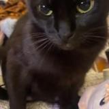 Picture of cat lost at Dallas