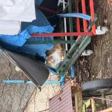 Picture of cat found at Nimes