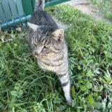 Picture of cat found at Jard Sur Mer