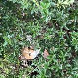 Picture of cat found at Le Bedoire