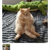 Picture of cat lost at Mimizan