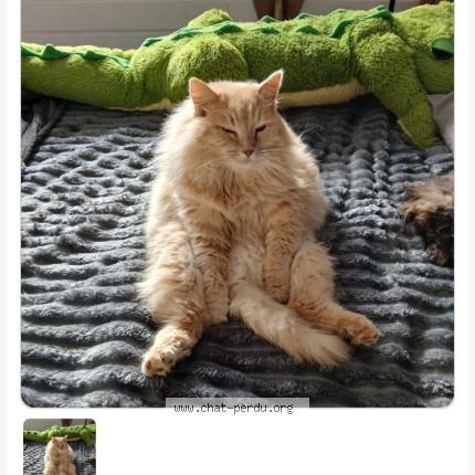 Photo 1/2 Jeanette Taylor Chat lost in Mimizan