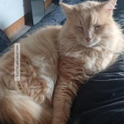 Photo 2/2 Jeanette Taylor Chat lost in Mimizan