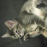 Picture of cat lost at Molsheim