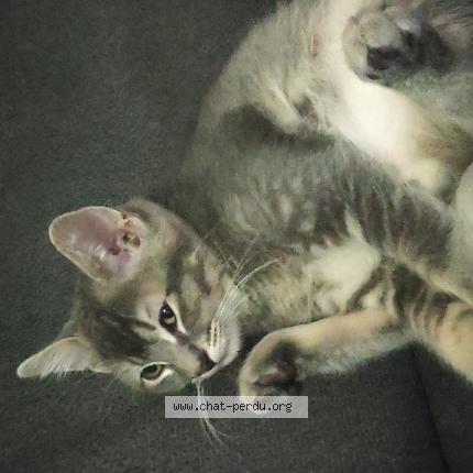 Photo 1/1 Milou Chat lost in Molsheim