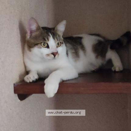 Photo 1/1 Sweety Chat lost in Sail sous couzan