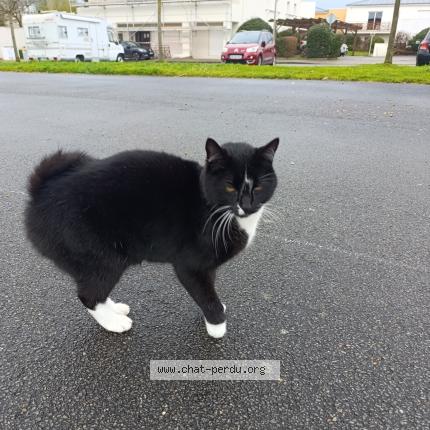 Photo 1/1 Found cat Found in Bouguenais