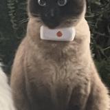 Picture of cat lost at Torcy