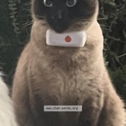 Photo 1/1 Bandi Chat lost in Torcy