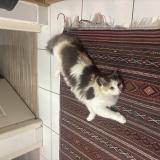 Picture of cat lost at Cestas