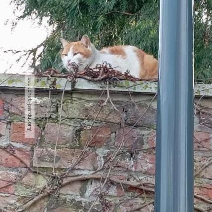 Photo 1/1 Found cat Found in Tourcoing