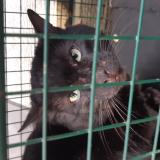 Picture of cat found at Mareil Marly