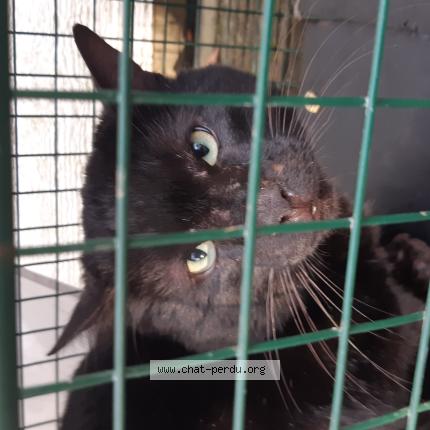 Photo 1/1 Found cat Found in Mareil marly