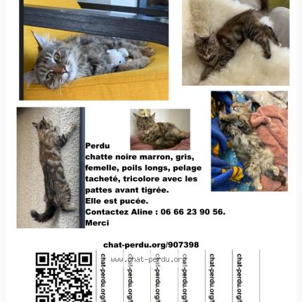 Photo 1/1 Zelda Chat lost in Charly oradour