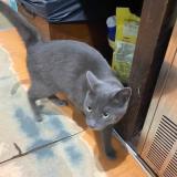 Picture of cat found at Saint Sulpice Les Feuilles